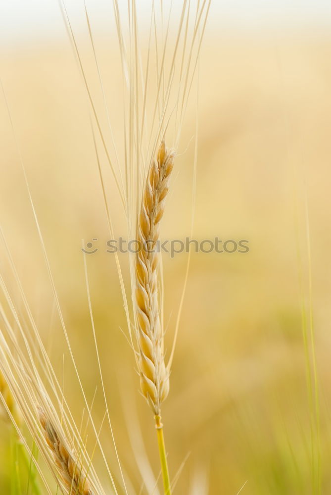 have the ear… Food Grain