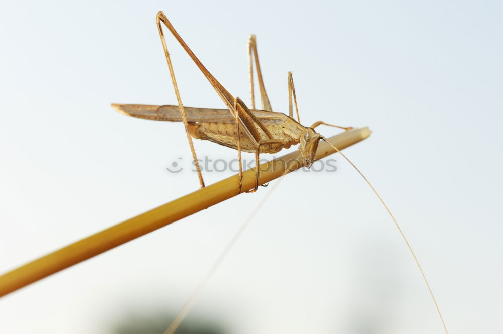 Similar – Foto Bild Insektenvernichter