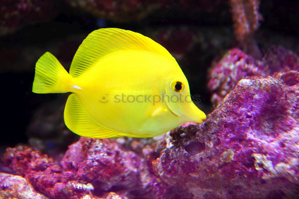 Similar – Image, Stock Photo fish Aquarium Ocean Yellow