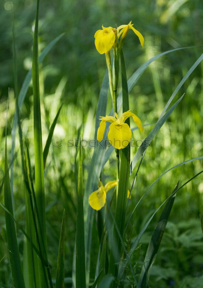 Similar – Image, Stock Photo sharp buds Bulb flowers