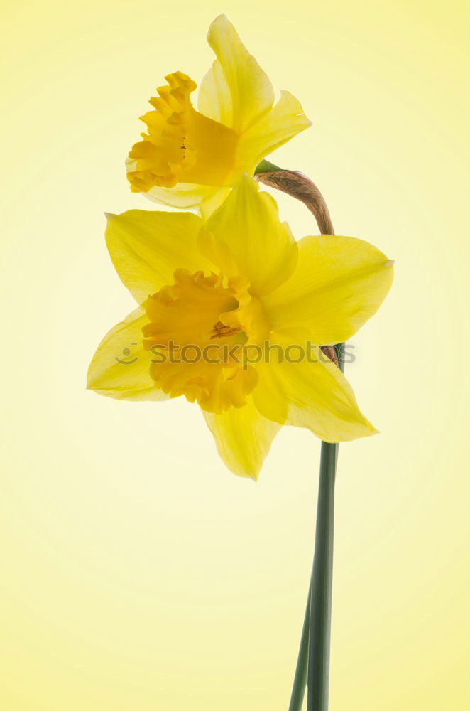 Similar – Daffodil flowers