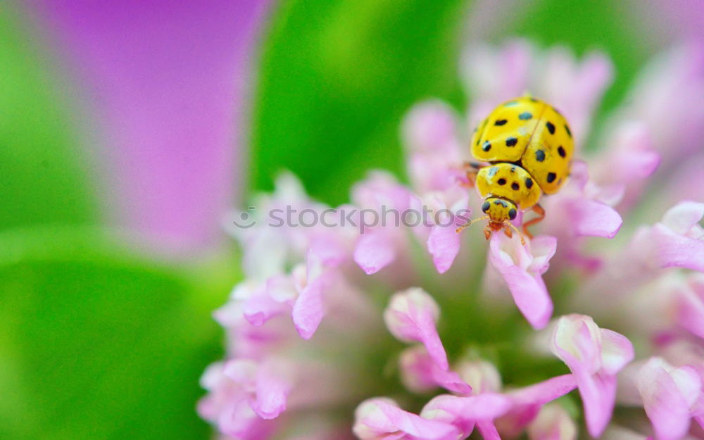 Similar – Bee with blossom Nature