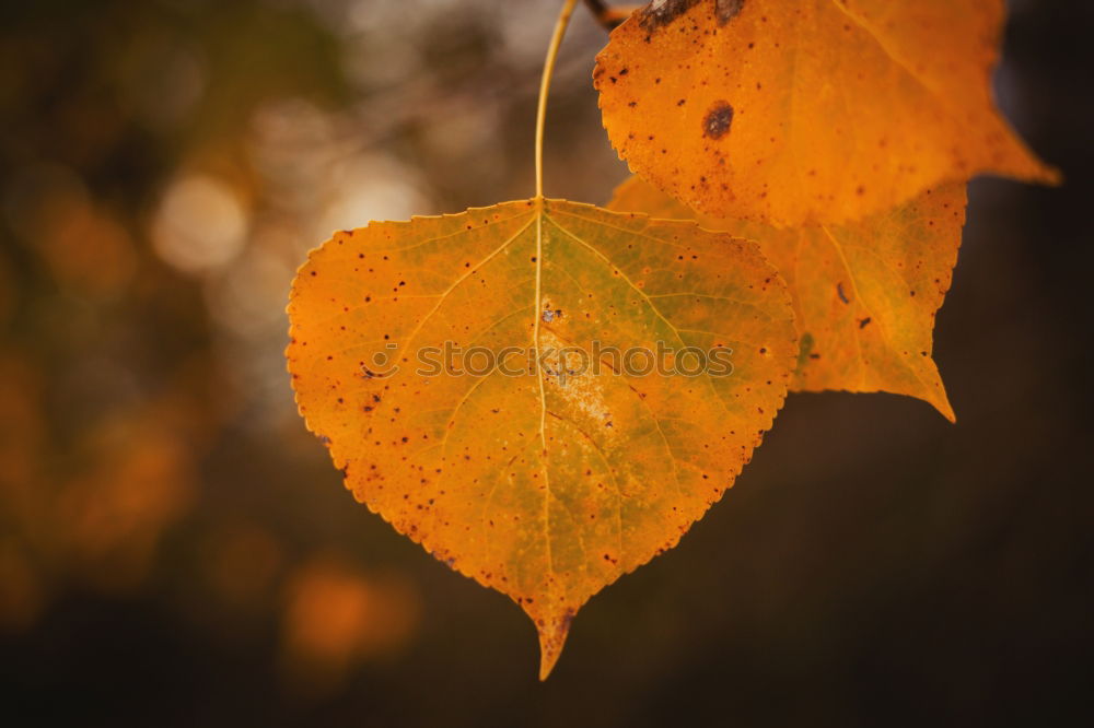 Similar – Cross with autumnal leaves in the background