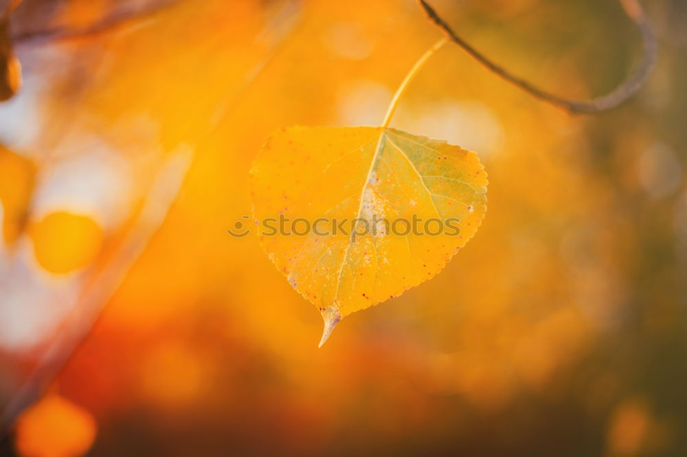 Similar – gegenüber von herbstlichen Blättern