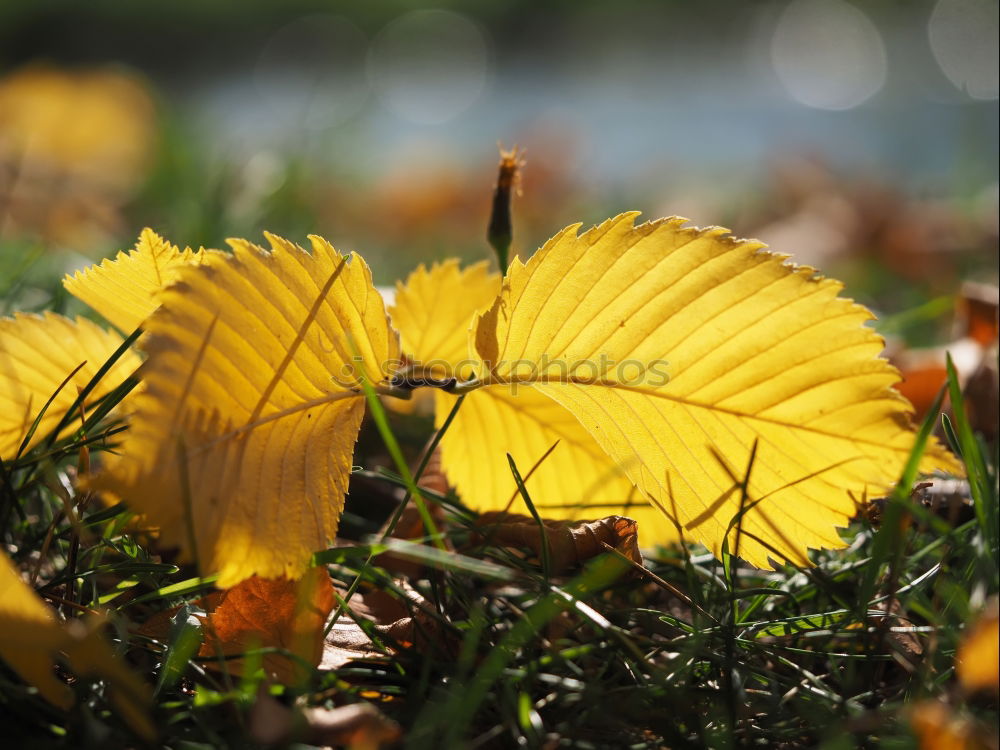 Similar – Image, Stock Photo Red-green October Autumn