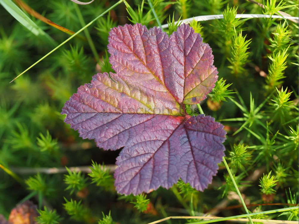 Image, Stock Photo Purple lime leaf on mossed lawn with hoarfrost