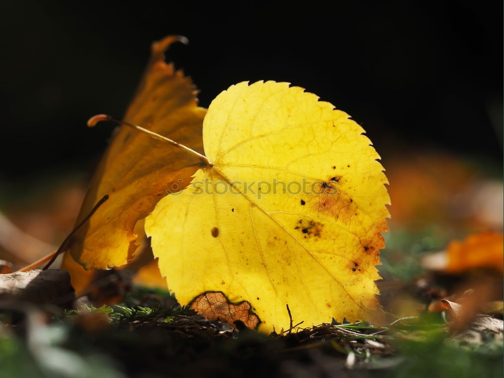 Similar – Image, Stock Photo autumn treasures Infancy