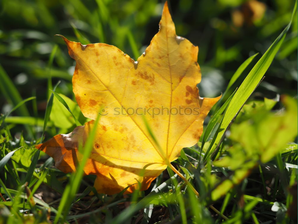 Similar – Herbstlaub Gras grün Blatt