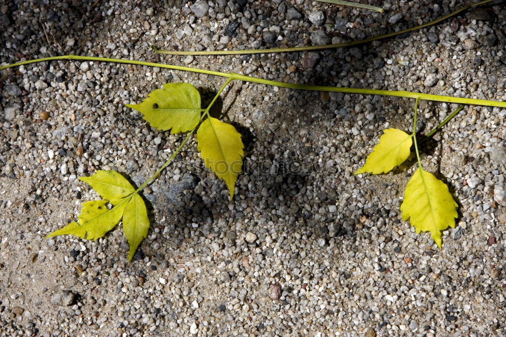 Similar – Foto Bild Carport Deko Leben Sonne