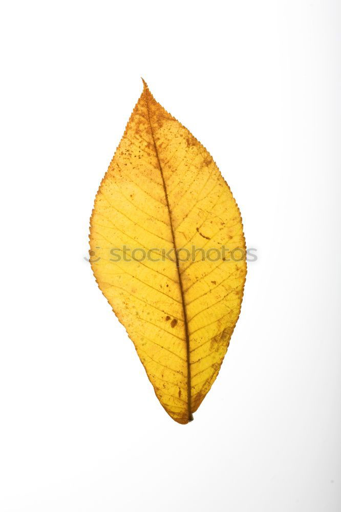 Similar – Image, Stock Photo herbarium Design Education