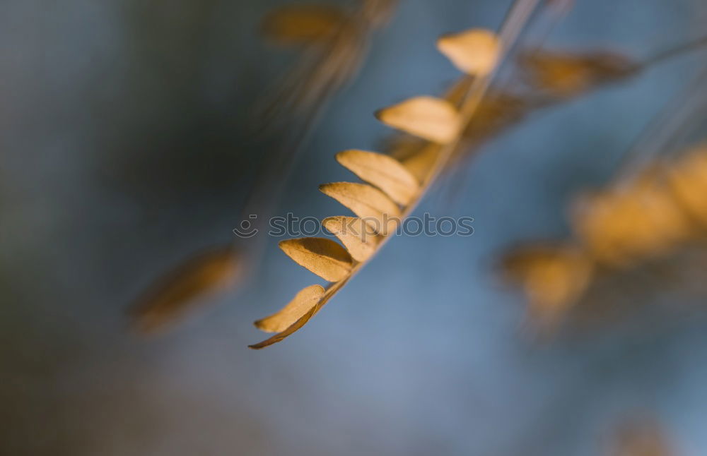 Similar – Image, Stock Photo Hornbeam