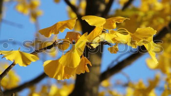 Similar – Gingkoblätter Leuchtkraft