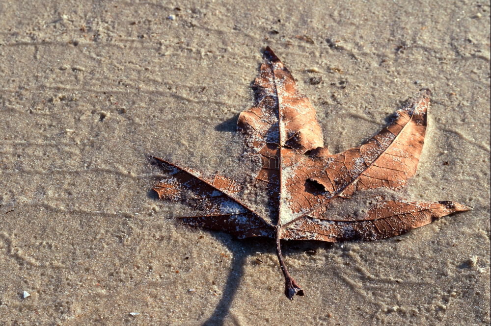 Similar – Single beech leaf on an ice surface