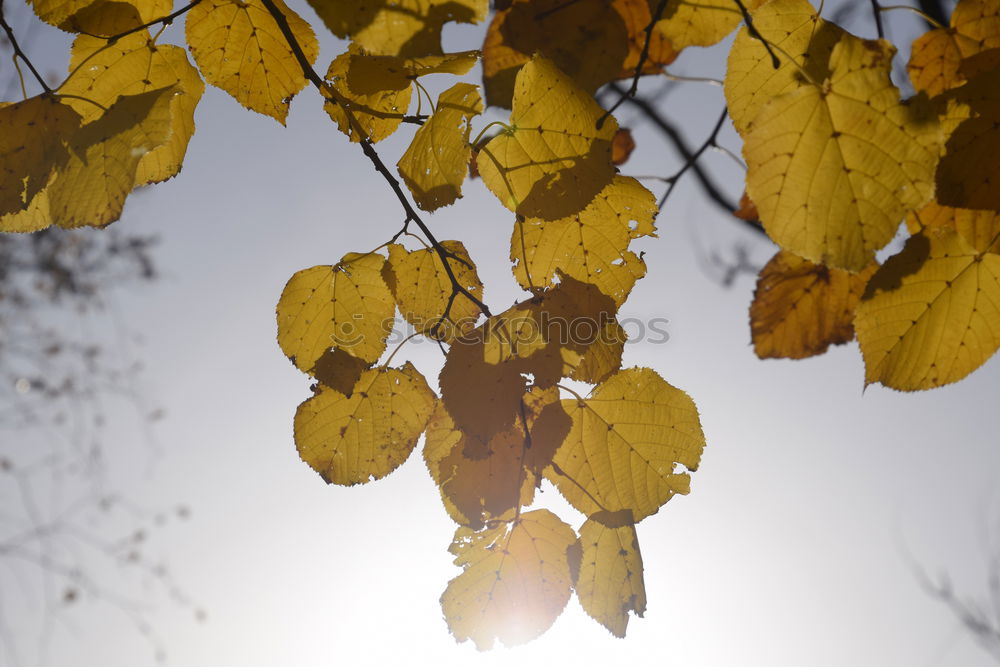 Herbstklang Baum Blatt