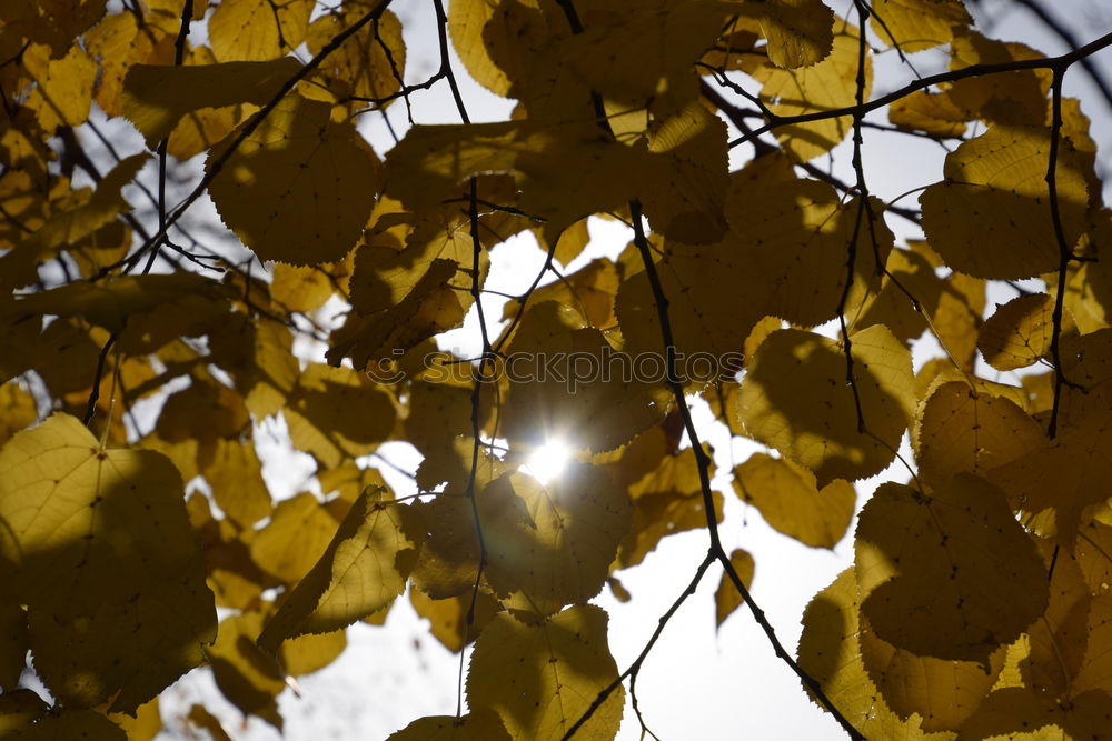 Similar – Herbstliches Blattwerk