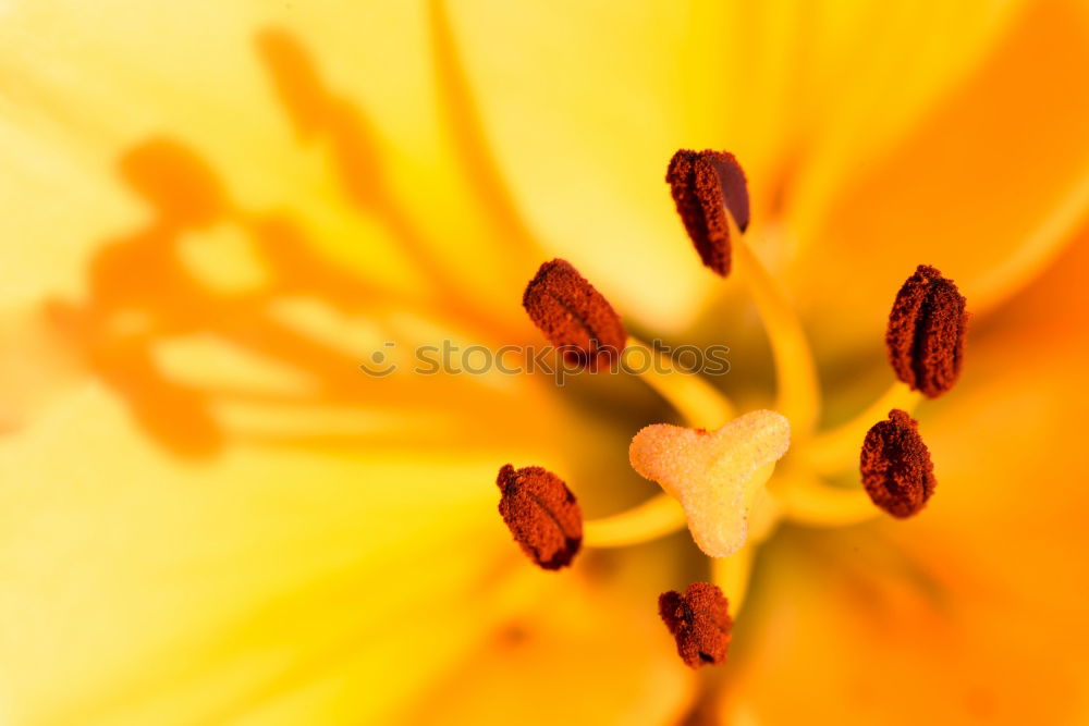 Similar – Image, Stock Photo Papaver le deuxième Calm