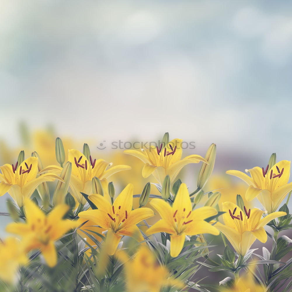 Similar – Rape blossoms over sun and sky background