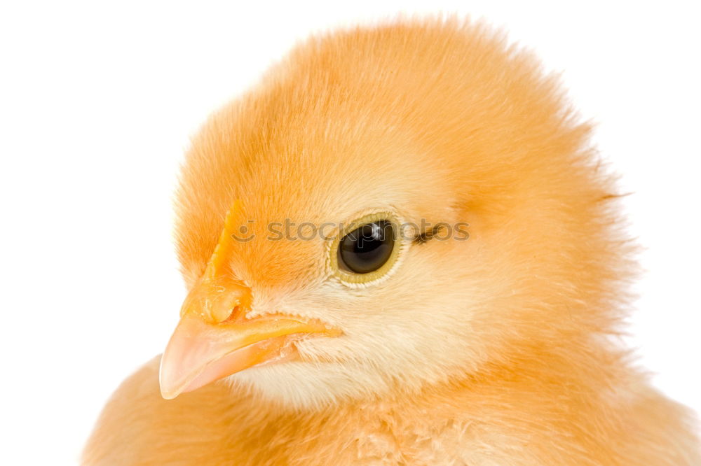 Similar – baby-chicken Animal