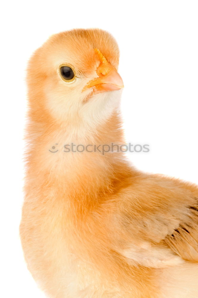 Similar – baby-chicken Animal