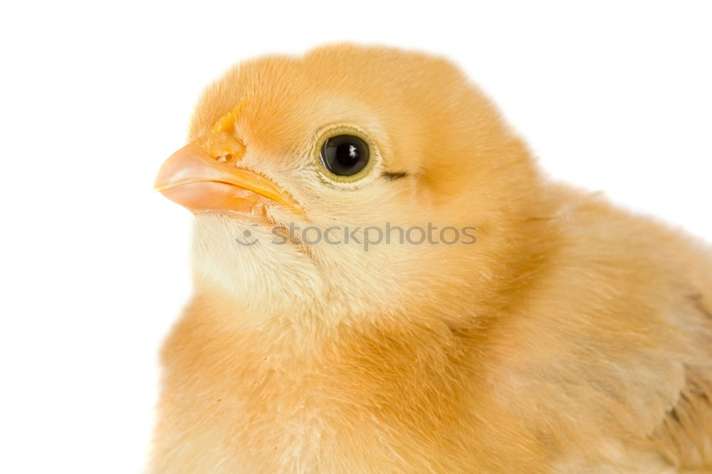 baby-chicken Animal