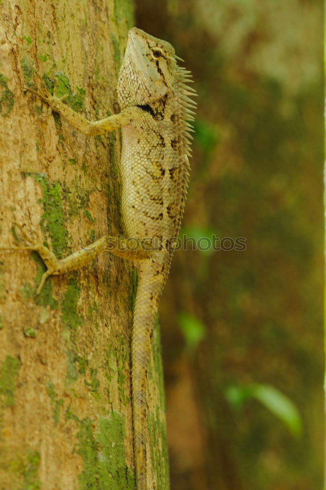 Similar – Image, Stock Photo nose horned viper closeup