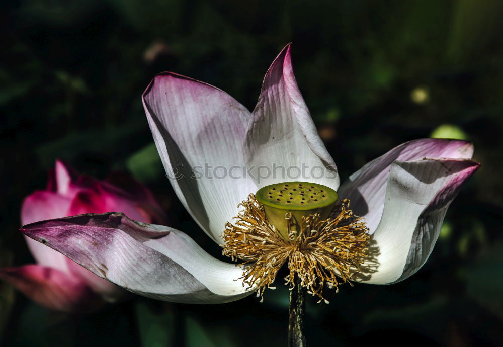 Similar – Image, Stock Photo pink rugosa Plant Sunlight
