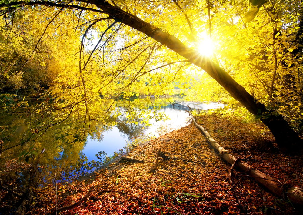 Similar – Image, Stock Photo Pond water with autumn leaves