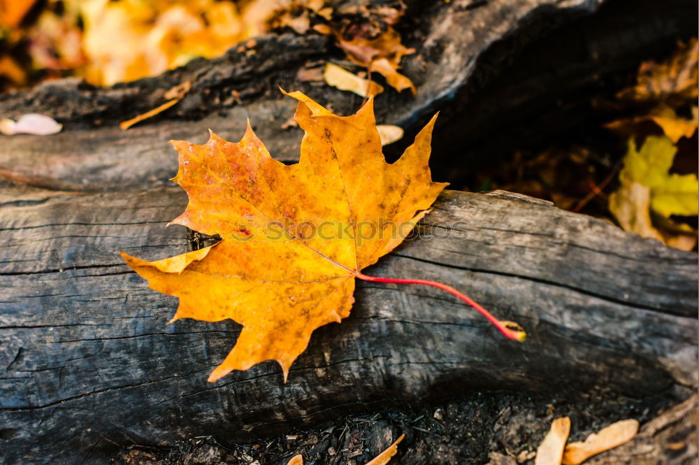 Similar – Image, Stock Photo autumn treasures Infancy