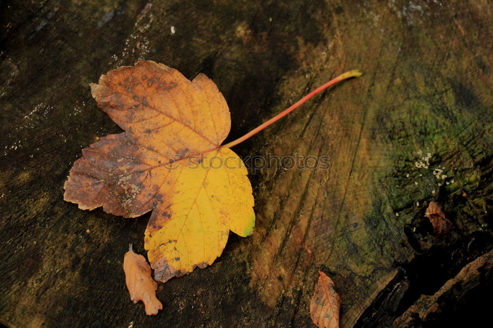 Similar – Image, Stock Photo Autumn colors. Fallen leaves of trees