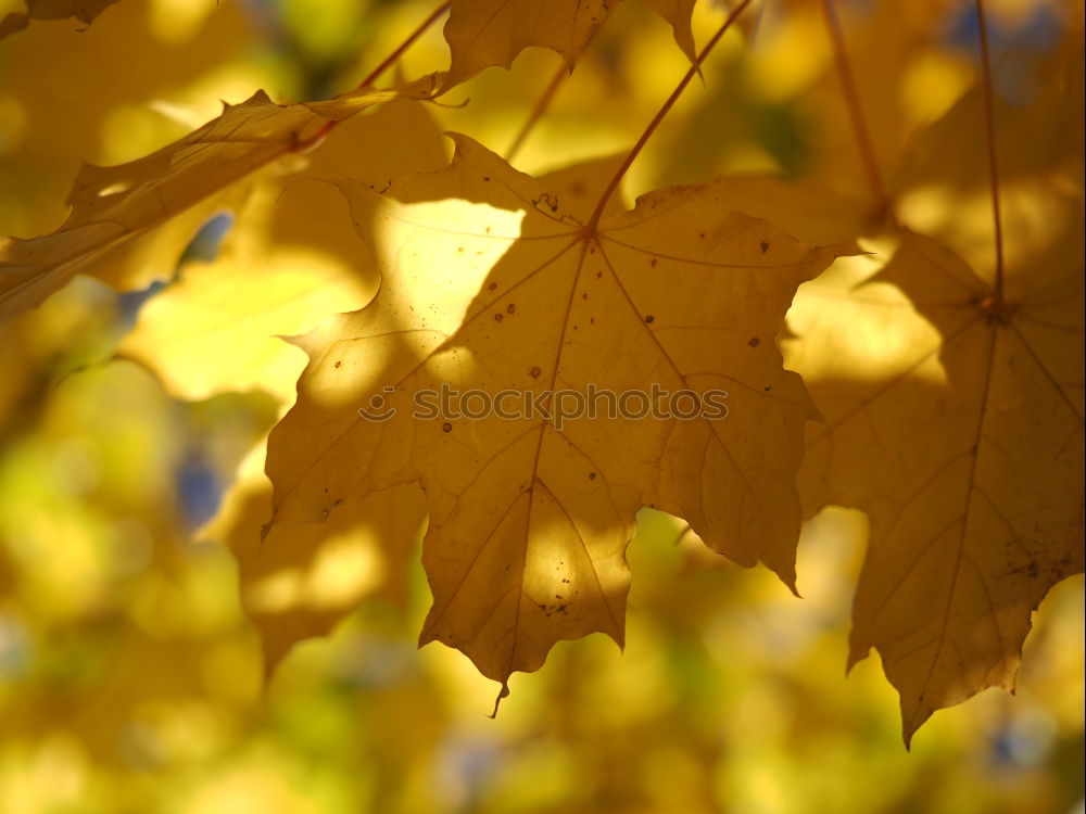 Similar – autumn smell Autumn Leaf