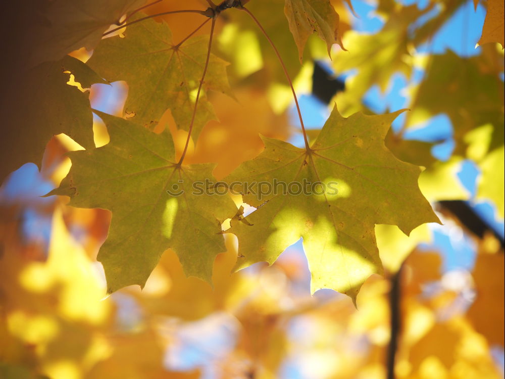 Similar – Herbstklang Baum Blatt