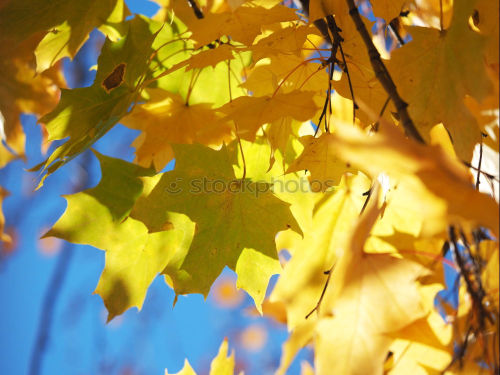 Similar – Foto Bild herbstlaub Natur Pflanze