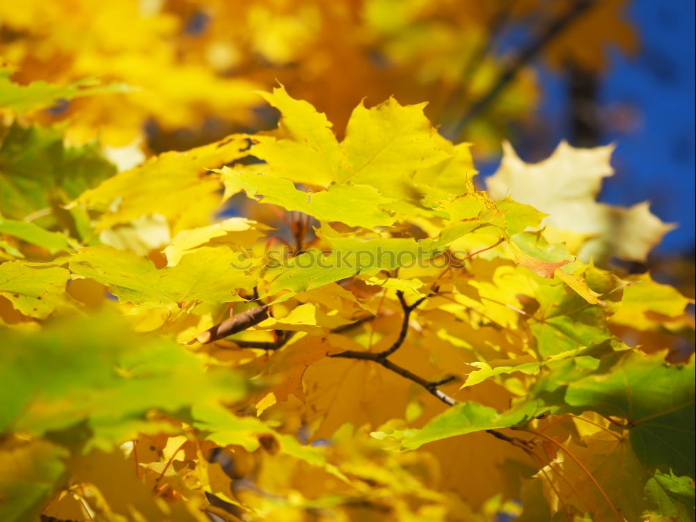 Similar – autumn smell Autumn Leaf