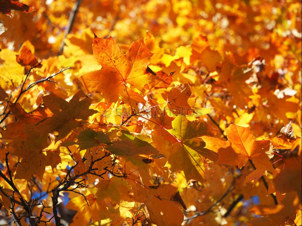 Similar – Image, Stock Photo maple. Syrup. Lifestyle