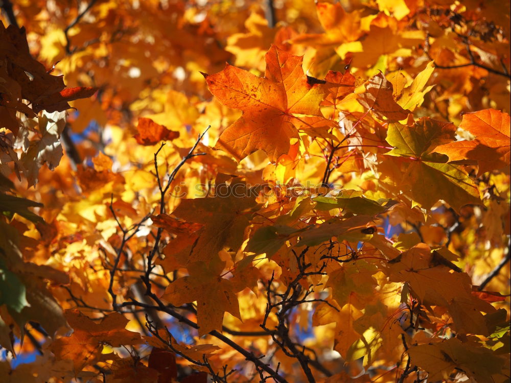 Similar – Herbstleuchten Baum