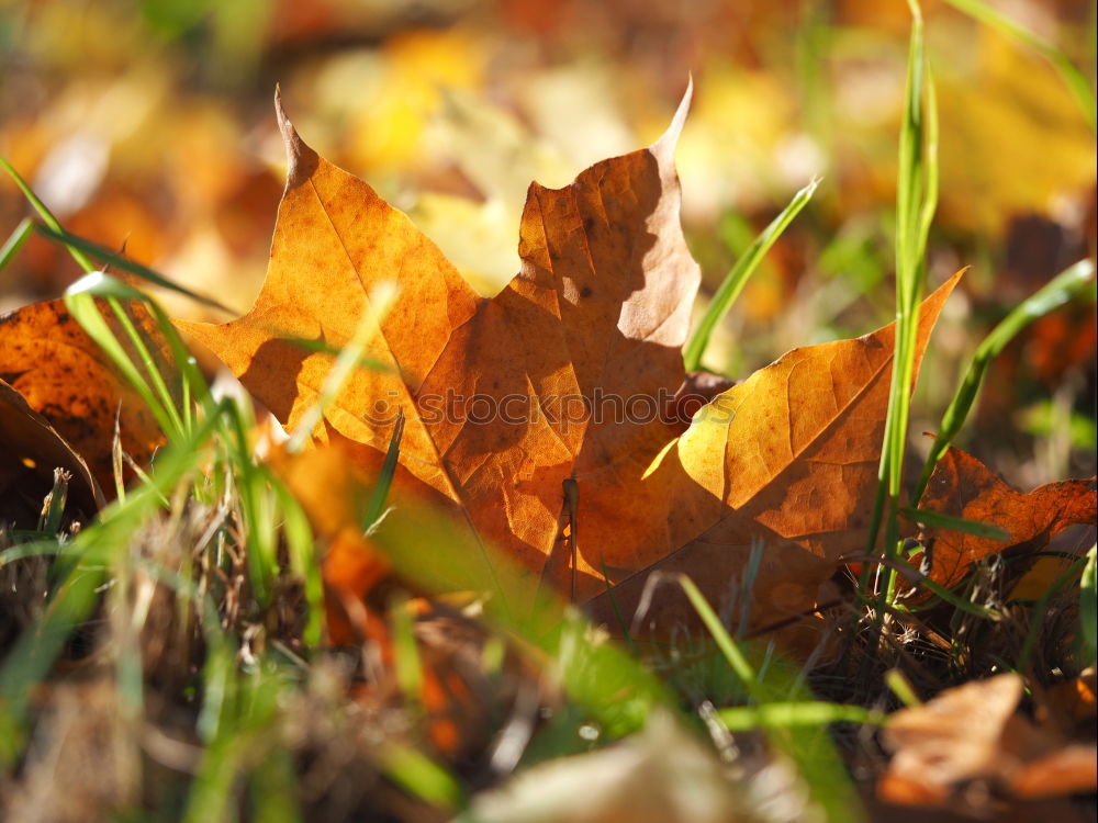 Similar – Image, Stock Photo autumnal Environment