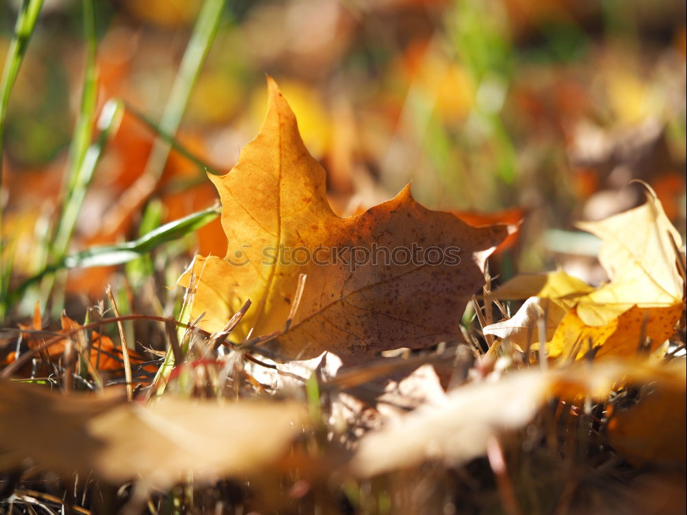 Similar – discoloured lime leaf