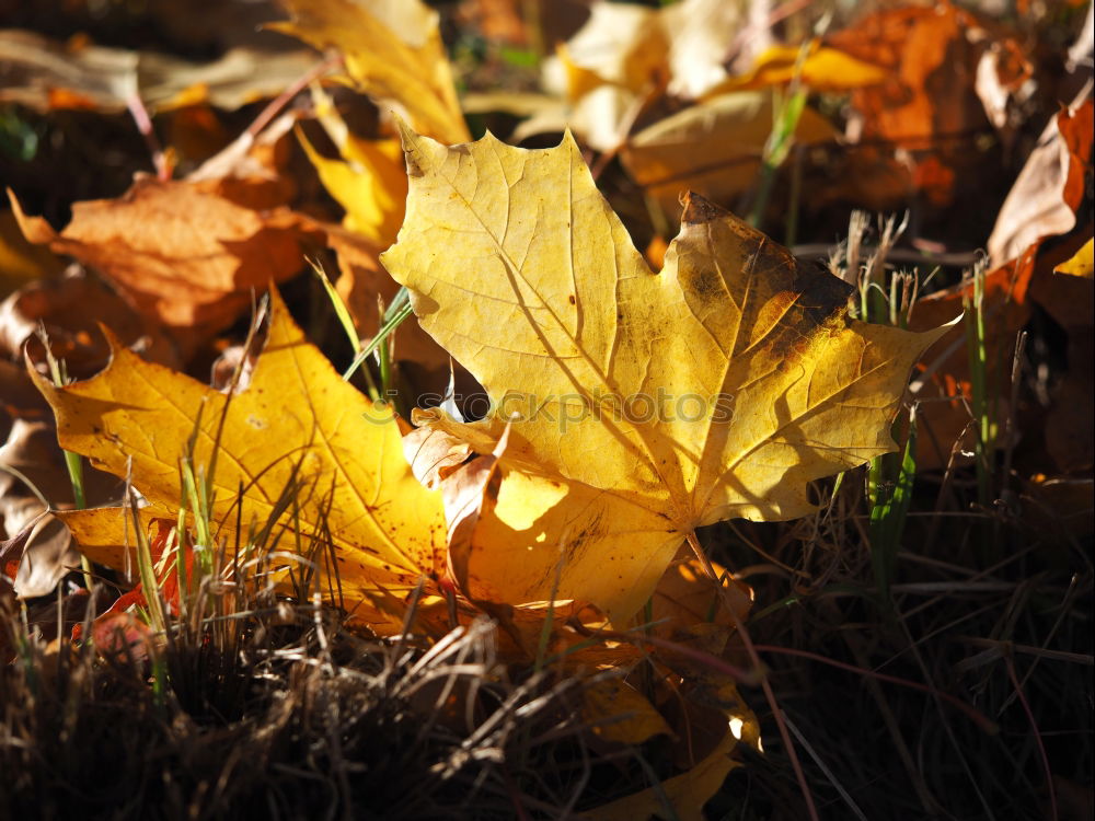 Similar – Image, Stock Photo maple leaf in autumn colours