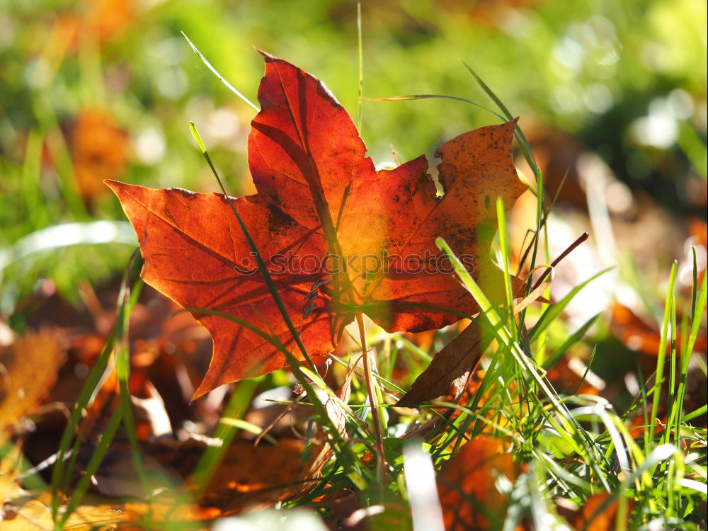 Similar – Foto Bild Eichenblatt Natur Gras