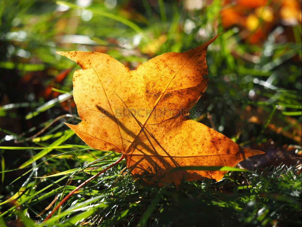 Image, Stock Photo in the middle of autumn