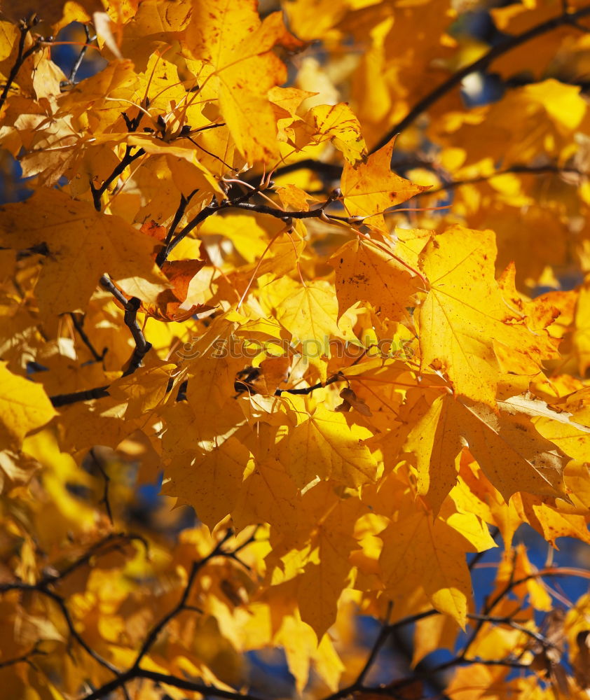 Similar – Herbstleuchten Baum