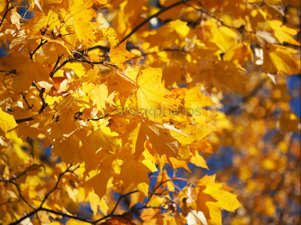 Similar – Image, Stock Photo maple. Syrup. Lifestyle