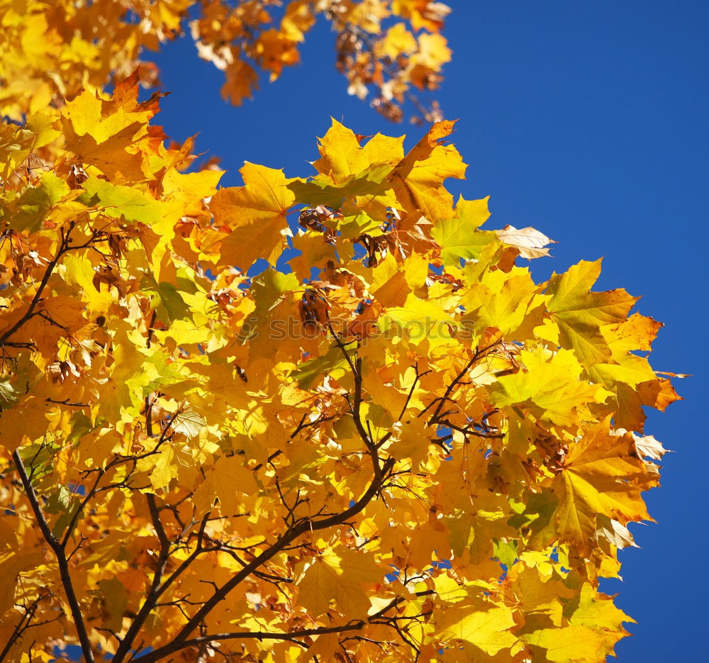 Similar – Indian buzzer Tree Leaf