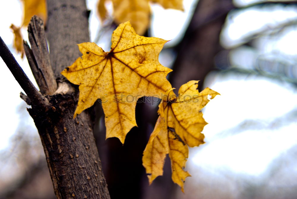 Similar – Image, Stock Photo adherence Plant Autumn