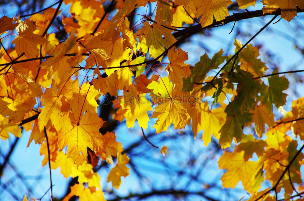 Similar – Foto Bild herbstlaub Natur Pflanze