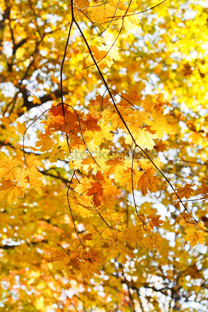 Similar – Image, Stock Photo Fall Color Maple Leaves at the Forest in Aichi, Nagoya, Japan