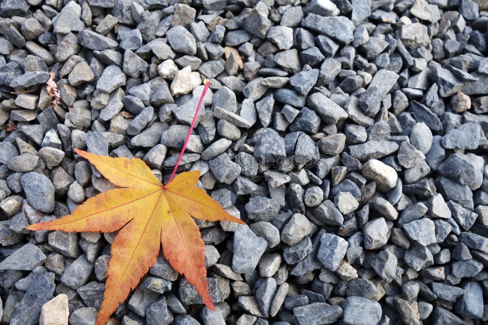 Similar – Image, Stock Photo Yellow autumn leaves lie between the cobblestones