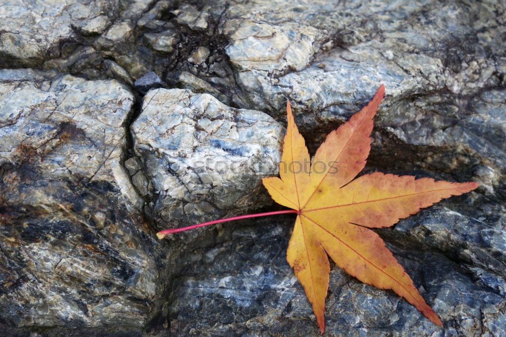 Similar – autumn Autumn leaves Leaf