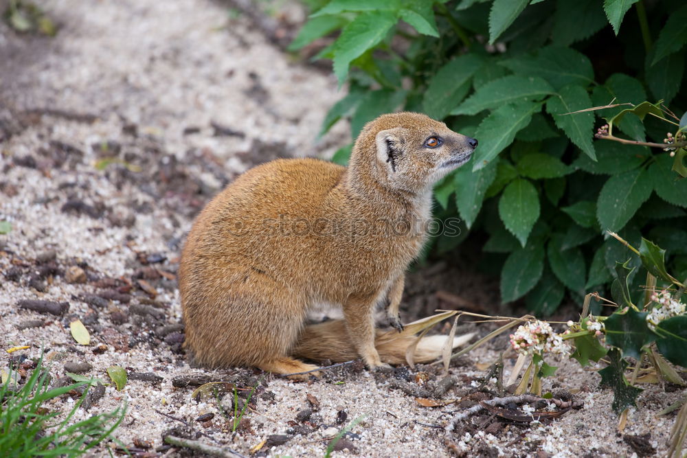 Similar – Tired Fox Environment