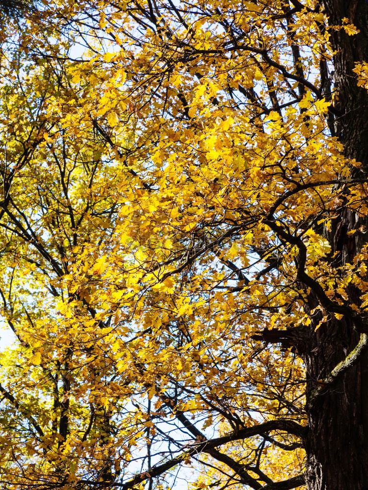 Similar – Image, Stock Photo Trees in autumn Wellness